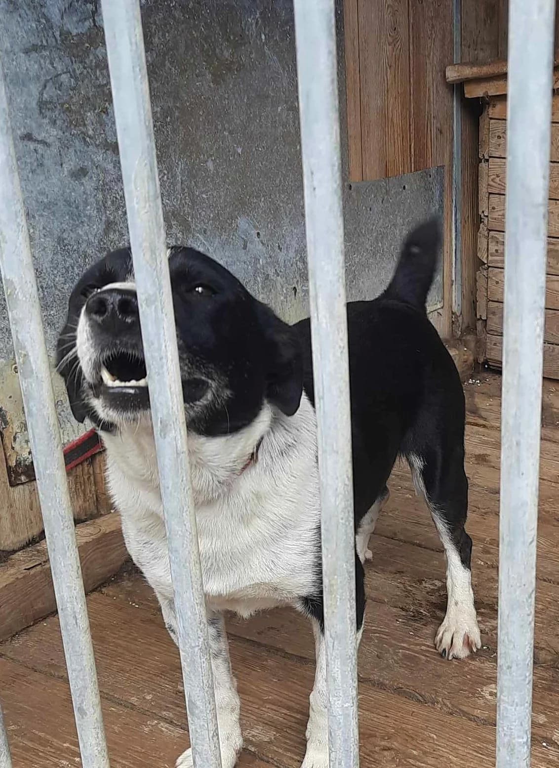 Sajlent, Mixed Breed (Schronisko dla Zwierząt Ciechanów)