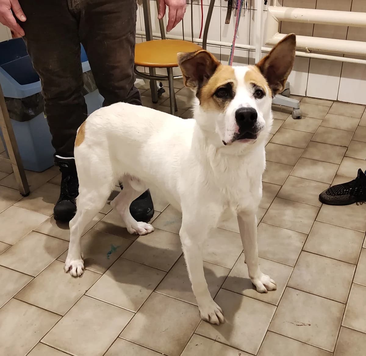 Kostek, male 5yo Mixed Breed for adoption at Schronisko dla Zwierząt Ciechanów