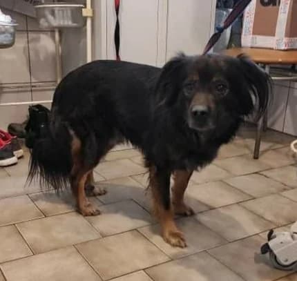 Haler, male 6yo Mixed Breed for adoption at Schronisko dla Zwierząt Ciechanów
