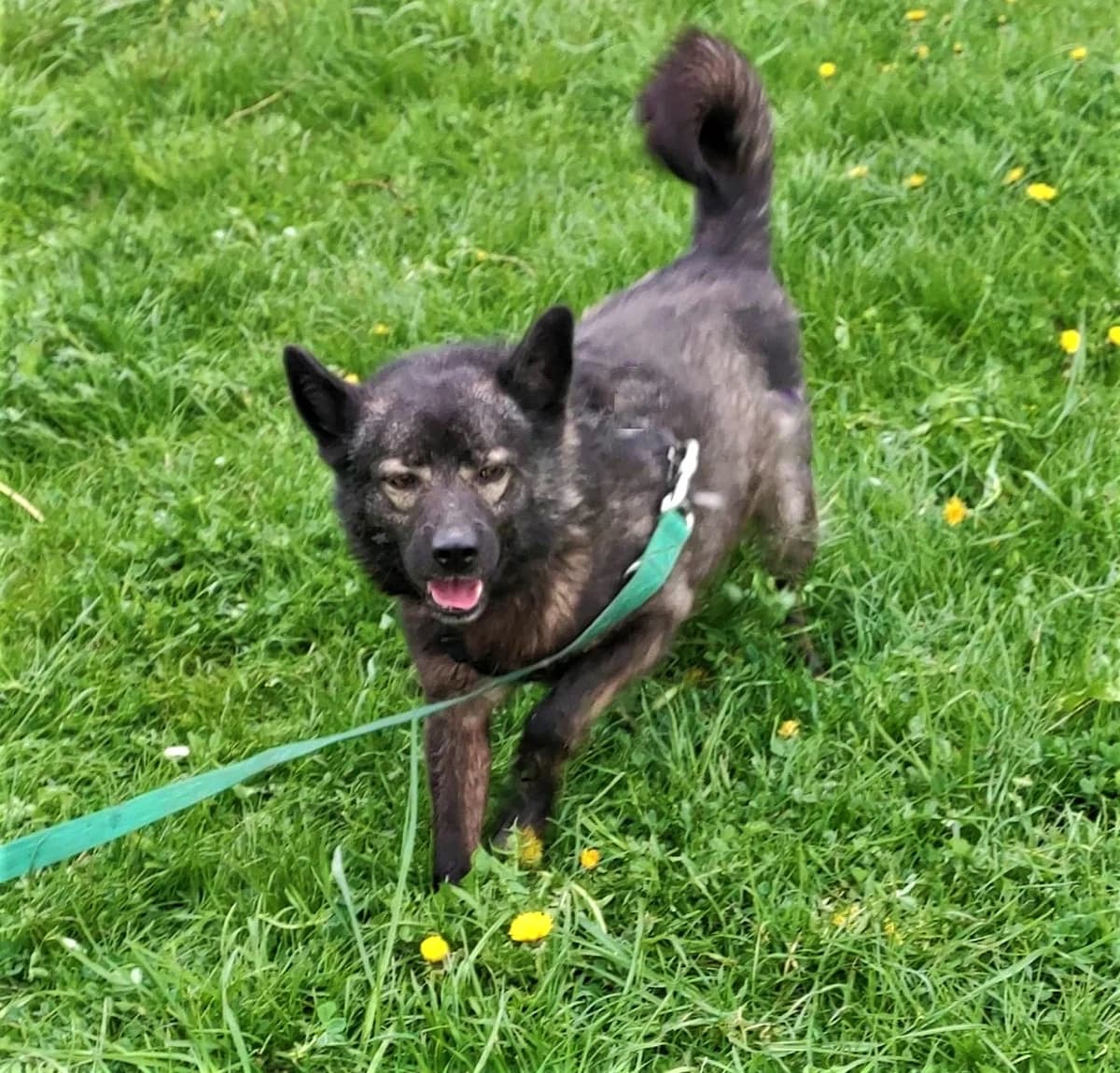 Serdek, Mixed Breed (Schronisko dla Zwierząt Ciechanów)