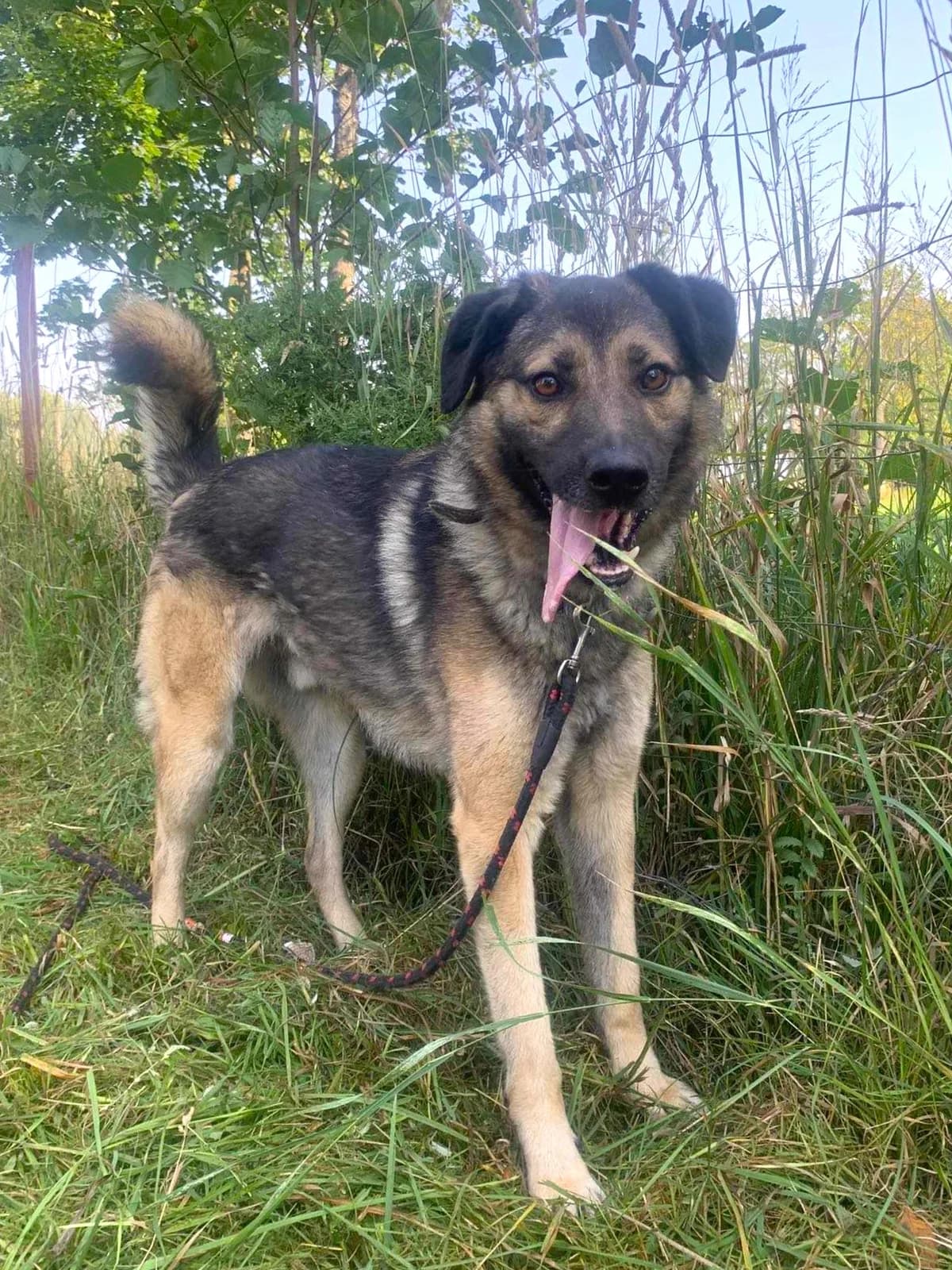 Kobi, Mixed Breed (Schronisko dla Zwierząt Ciechanów)