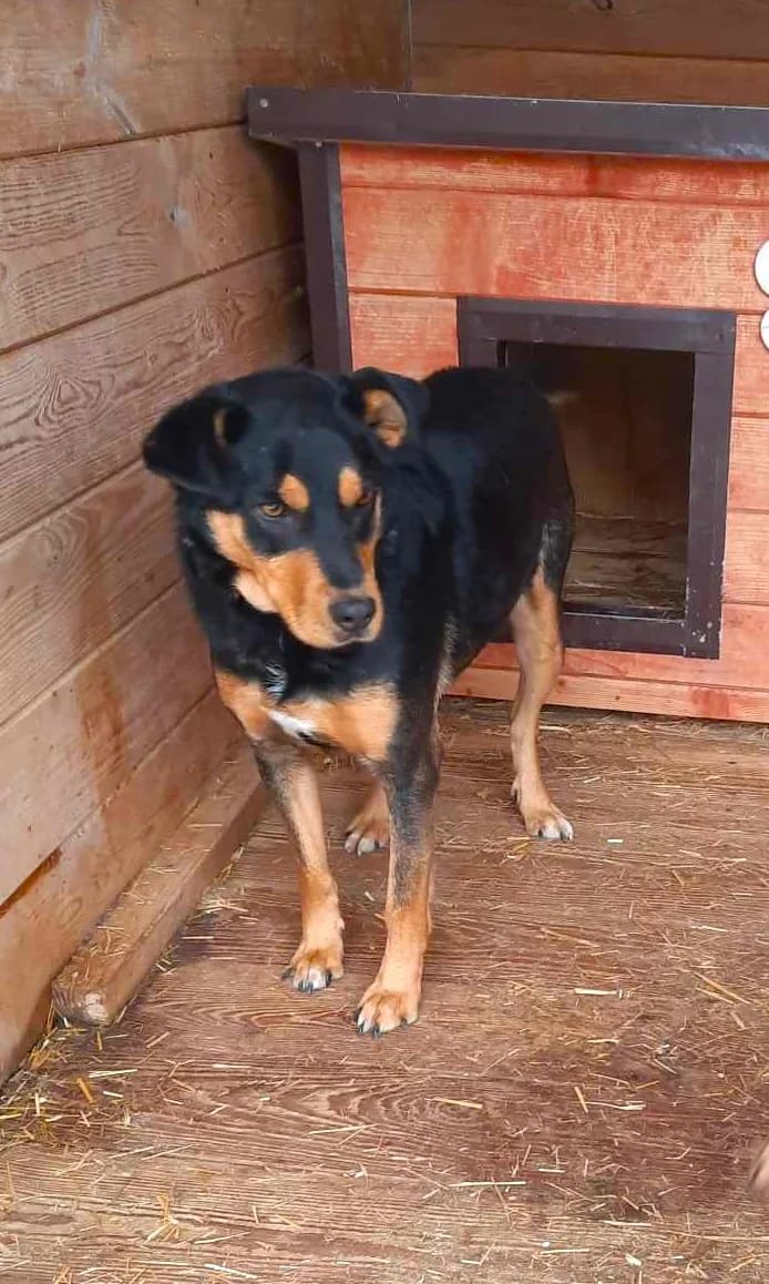 Gringo, Mixed Breed (Schronisko dla Zwierząt Ciechanów)