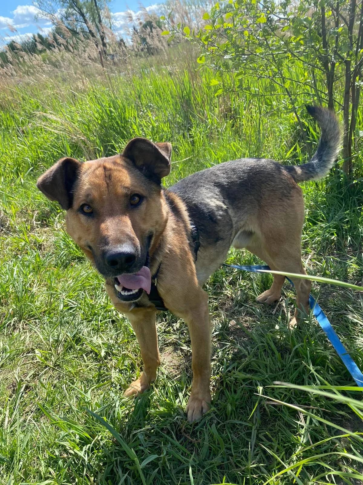 Sanset, male 5yo Mixed Breed for adoption at Schronisko dla Zwierząt Ciechanów