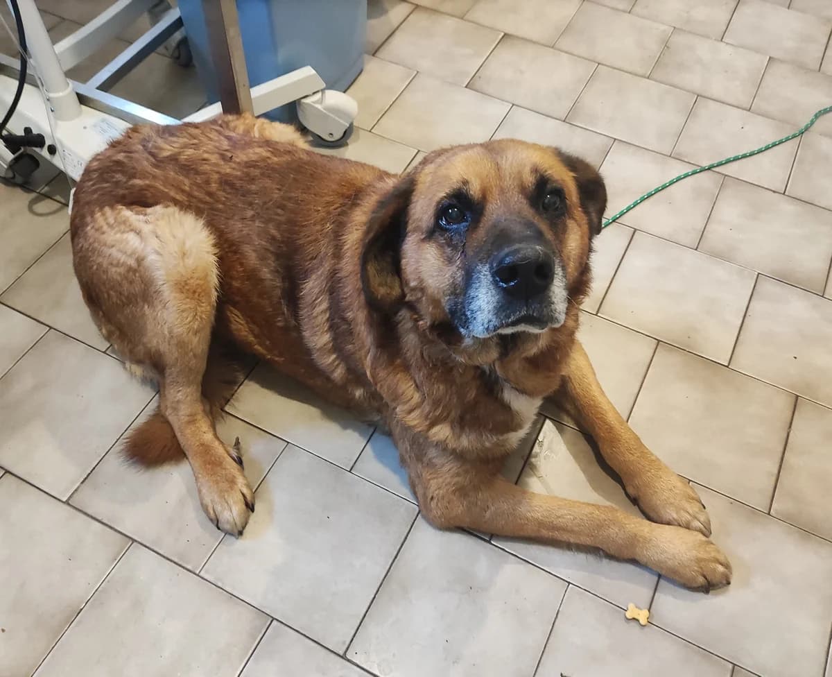 Koran, male senior Mixed Breed for adoption at Schronisko dla Zwierząt Ciechanów