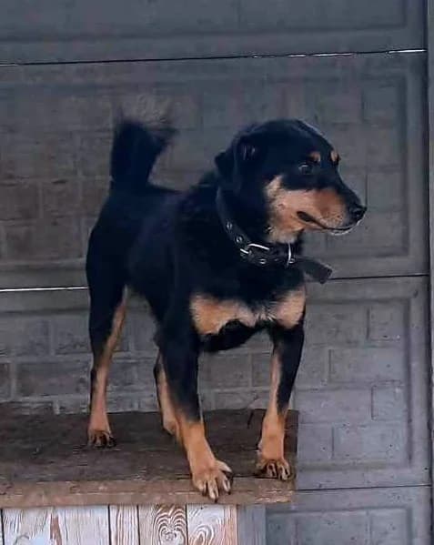 Szaman, Mixed Breed (Schronisko dla Zwierząt Ciechanów)