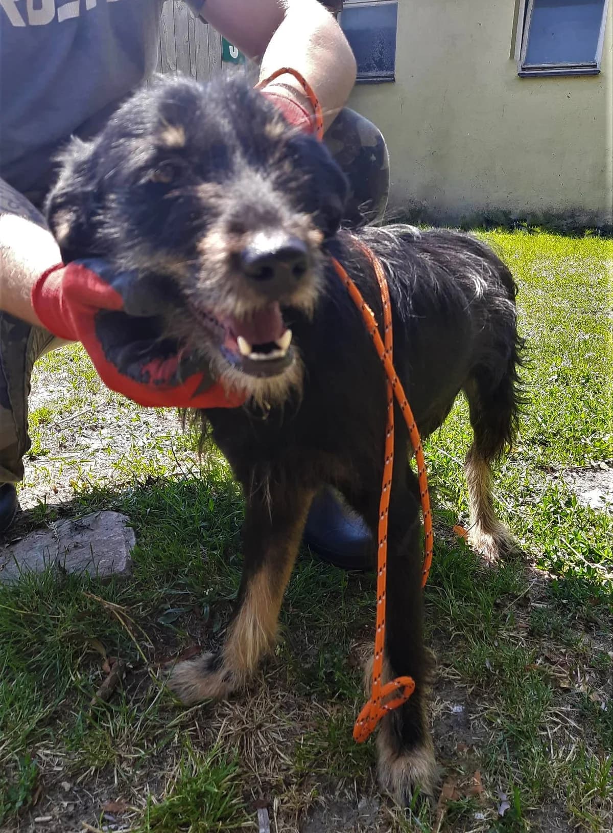 Fago, male 4yo Mixed Breed for adoption at Schronisko dla Zwierząt Ciechanów