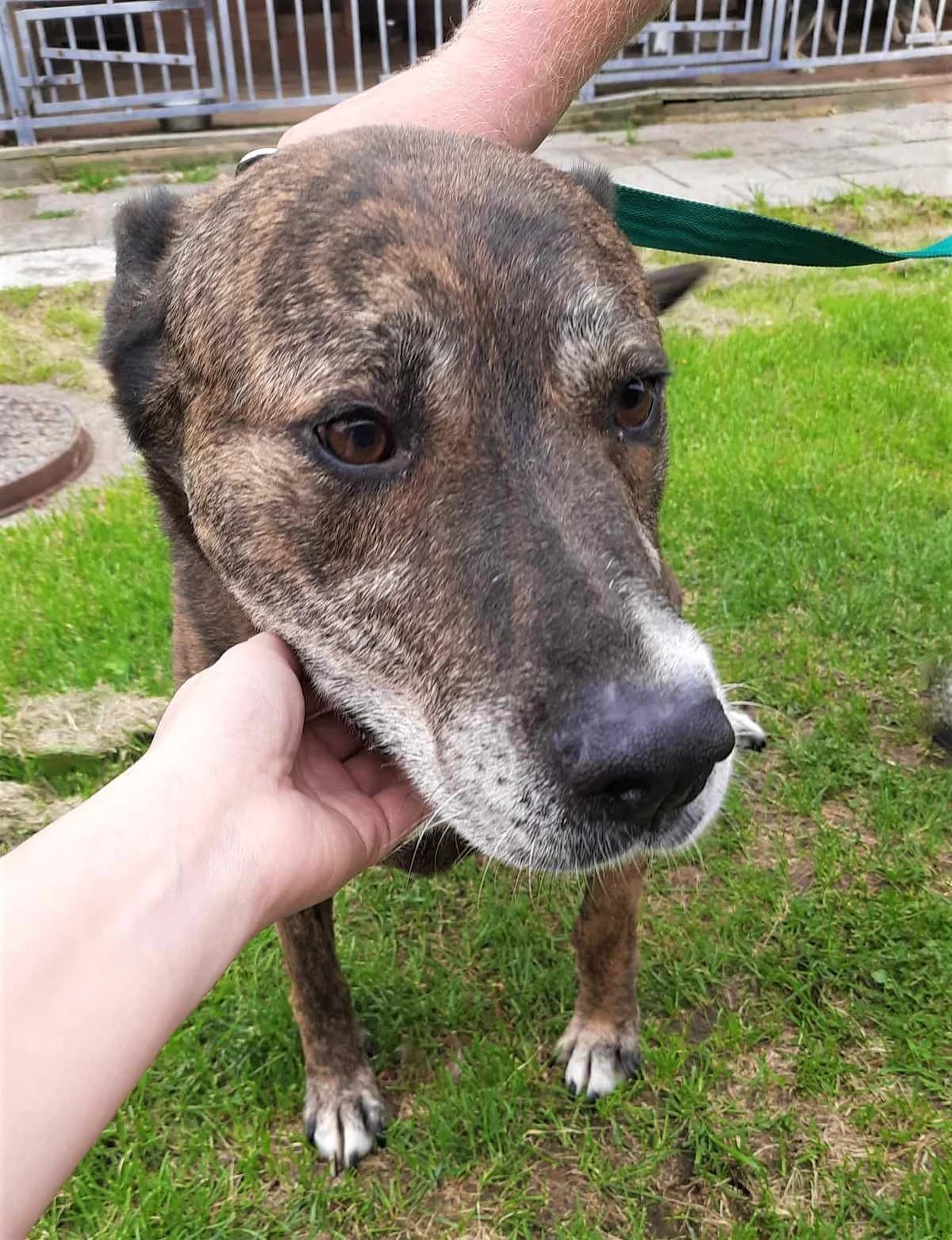 Gilza, Mixed Breed (Schronisko dla Zwierząt Ciechanów)