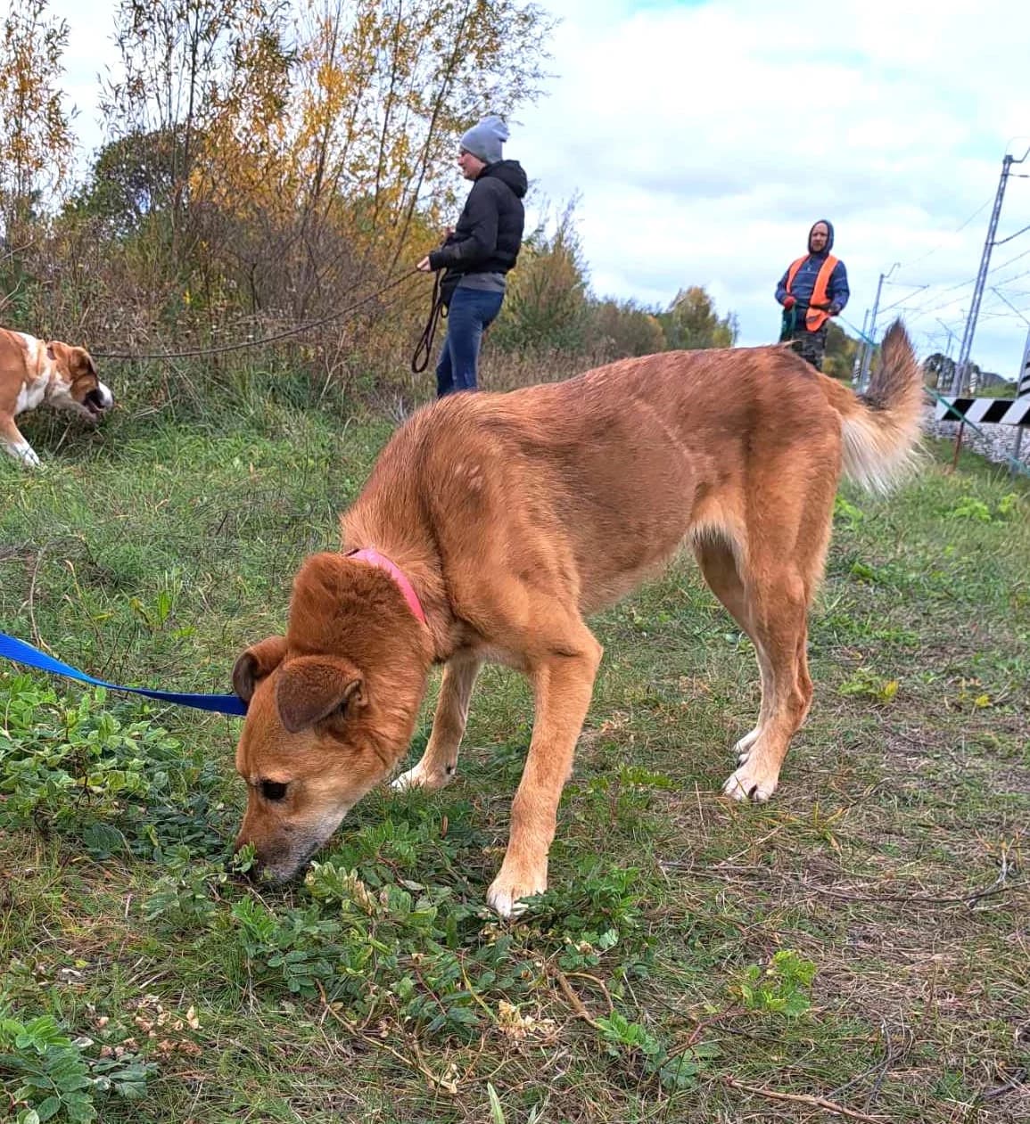 Mika, female 4yo Mixed Breed for adoption at Schronisko dla Zwierząt Ciechanów