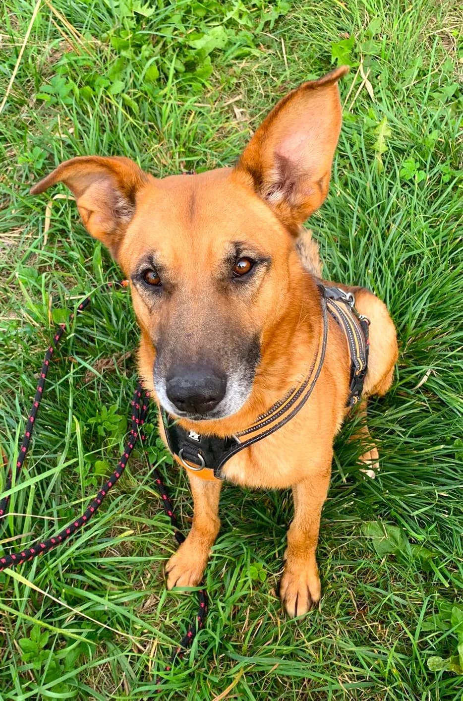Cent, male 3yo Mixed Breed for adoption at Schronisko dla Zwierząt Ciechanów