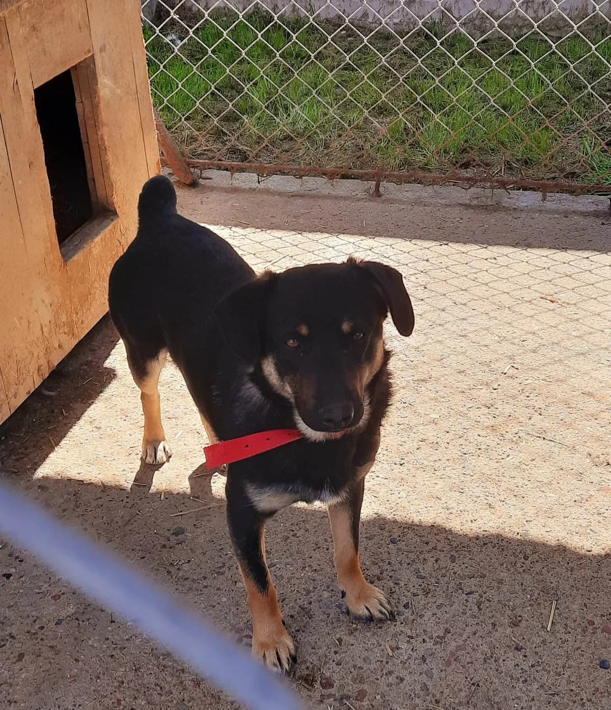 Ryjek, male young Mixed Breed for adoption at Schronisko dla Zwierząt Ciechanów