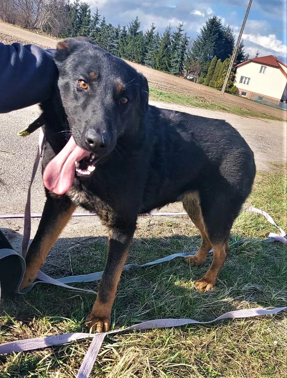 Szant, Mixed Breed (Schronisko dla Zwierząt Ciechanów)