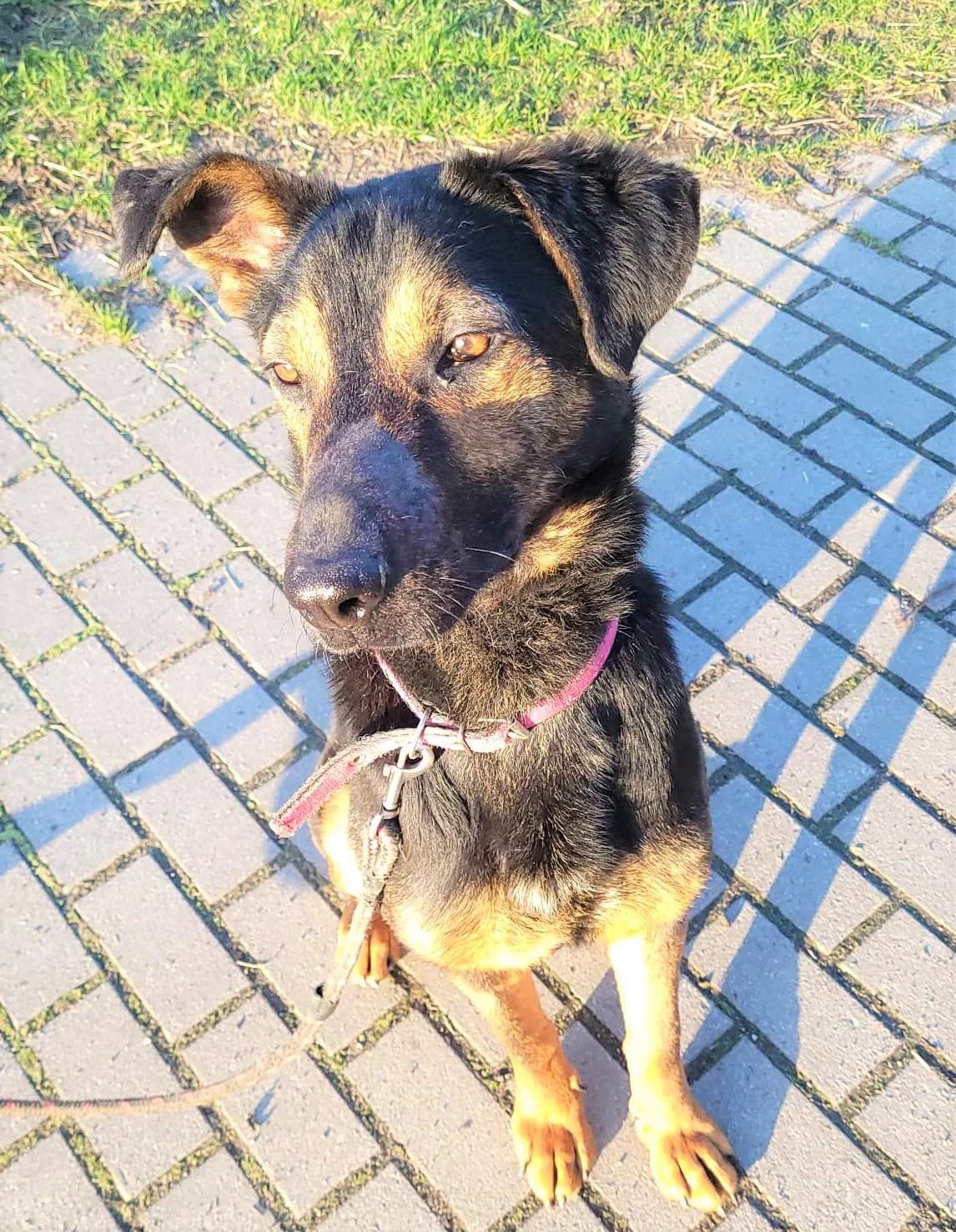 Karbon, male 3yo Mixed Breed for adoption at Schronisko dla Zwierząt Ciechanów
