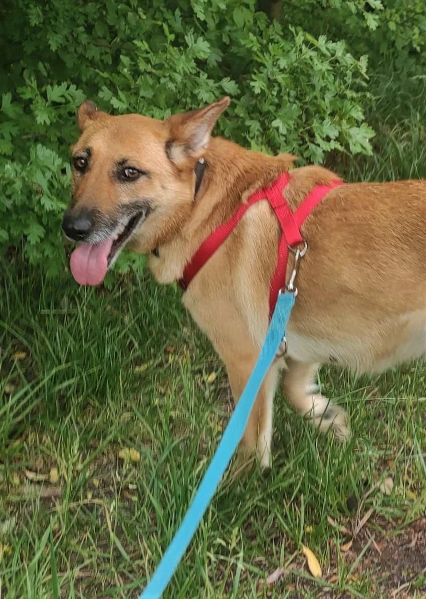 Perla, Mixed Breed (Schronisko dla Zwierząt Ciechanów)