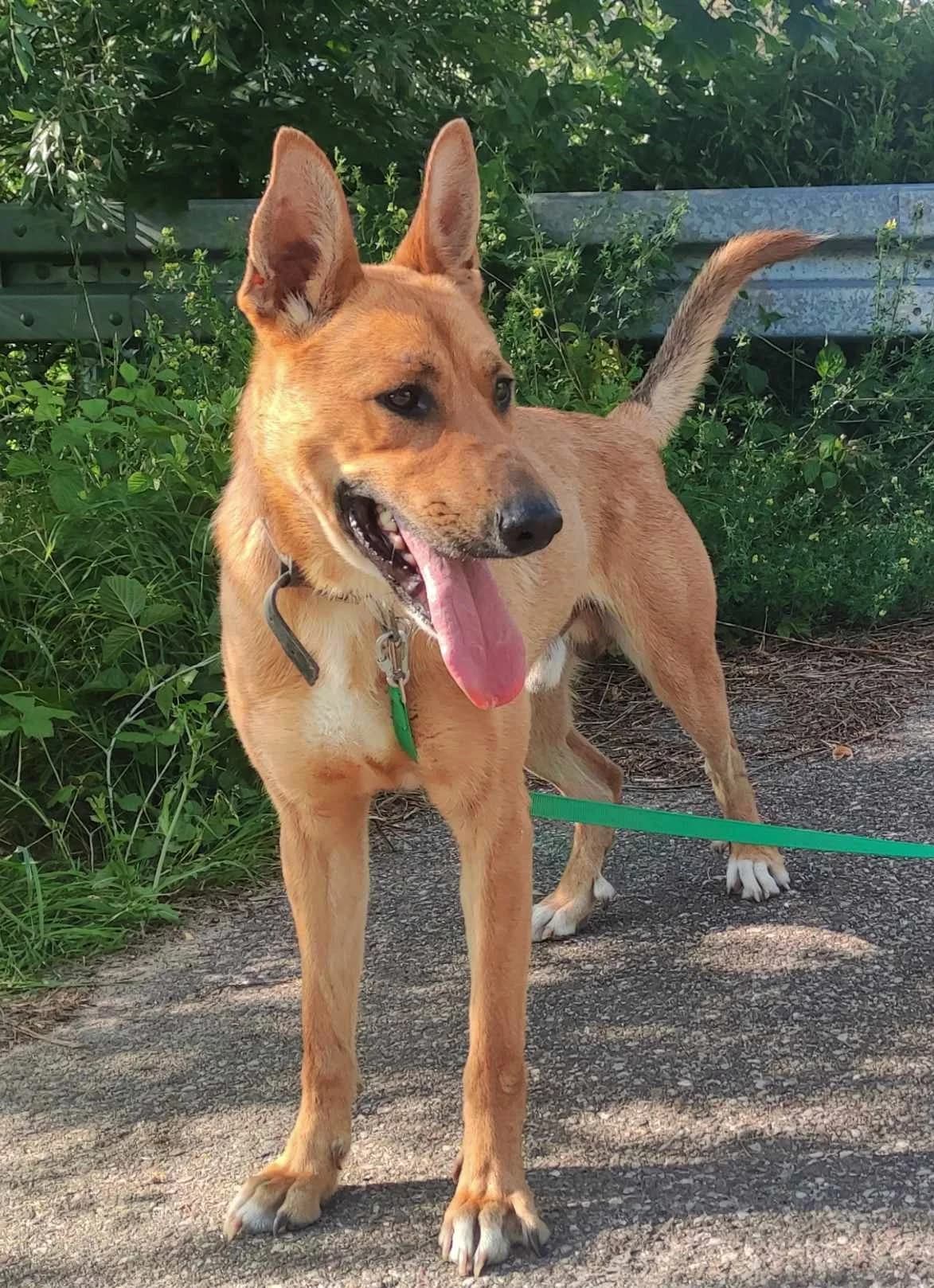 Farys, Mixed Breed (Schronisko dla Zwierząt Ciechanów)