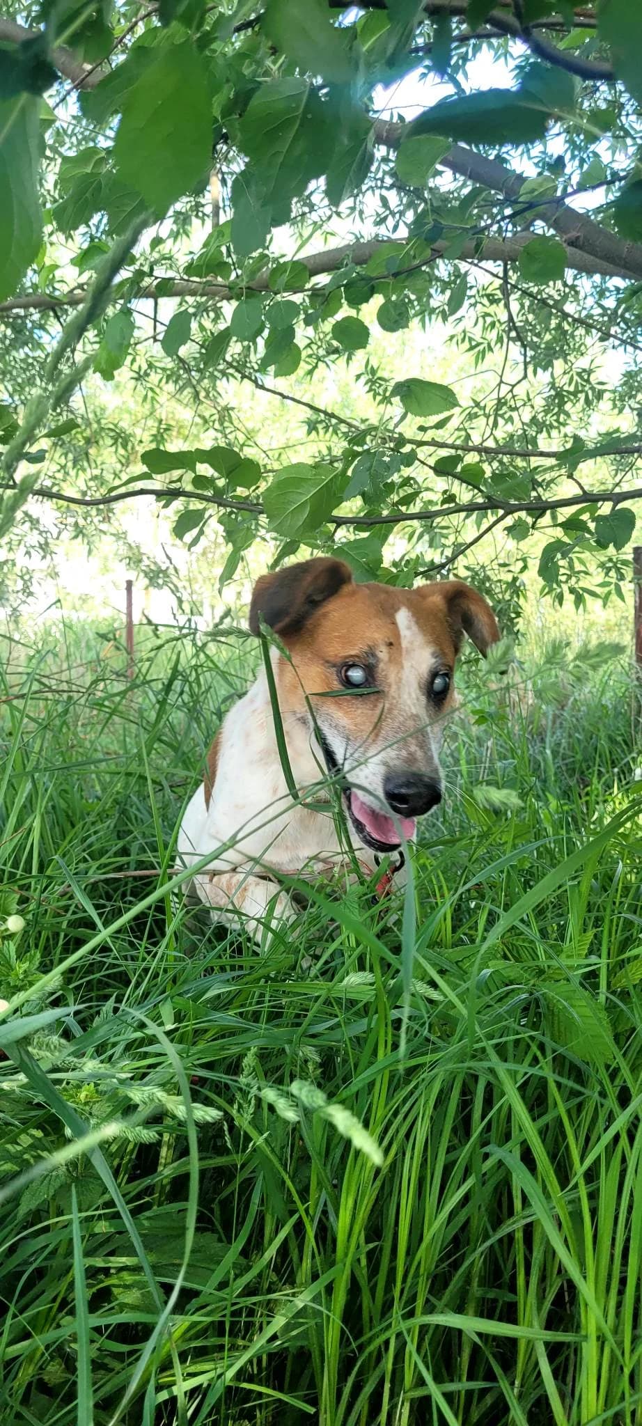 Orin, male senior Mixed Breed for adoption at Schronisko dla Zwierząt Ciechanów