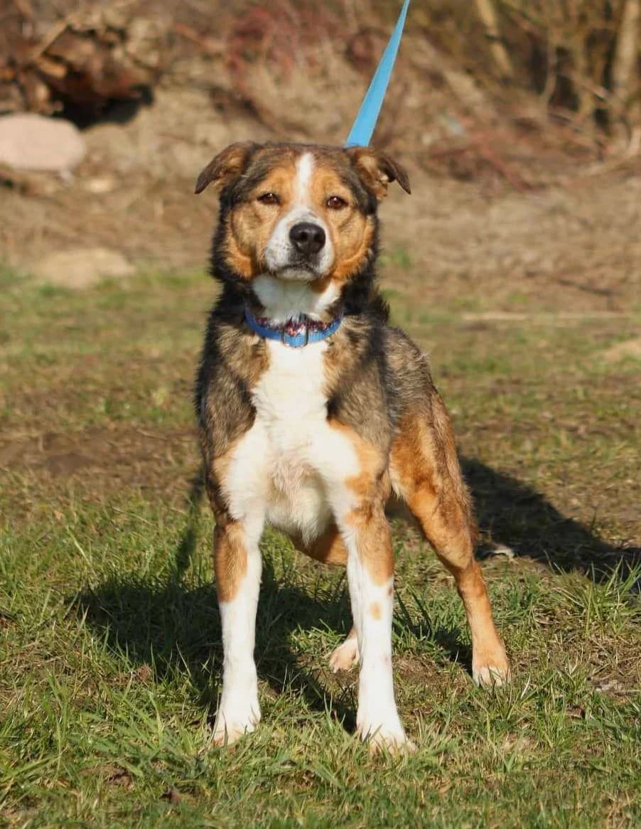 Gucuł, male 4yo Mixed Breed for adoption at Schronisko dla Zwierząt Ciechanów