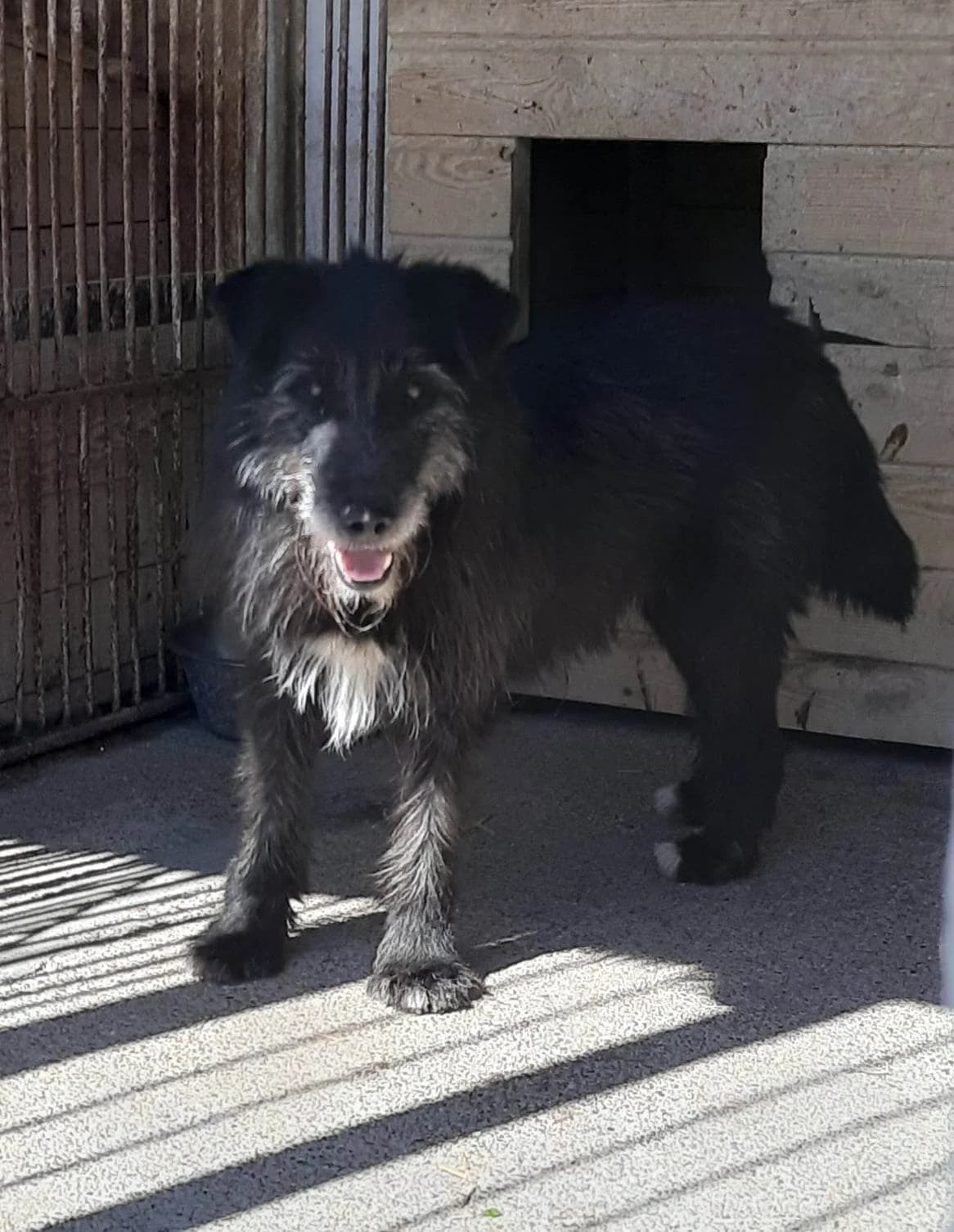 Naczos, male 4yo Mixed Breed for adoption at Schronisko dla Zwierząt Ciechanów