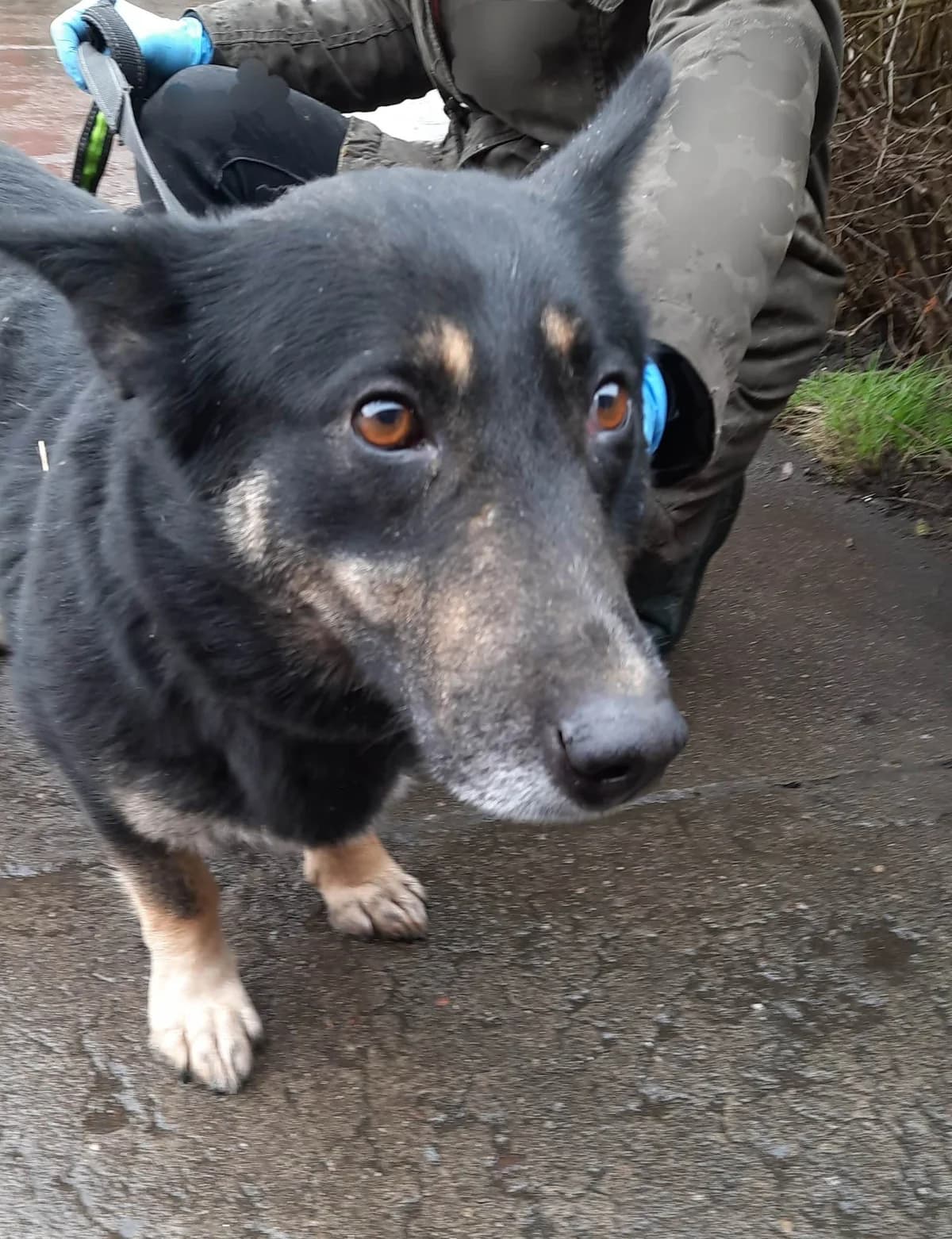 Glena, female 4yo Mixed Breed for adoption at Schronisko dla Zwierząt Ciechanów