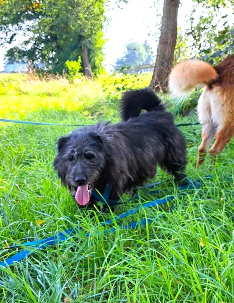 Czart, Mixed Breed (Schronisko dla Zwierząt Ciechanów)