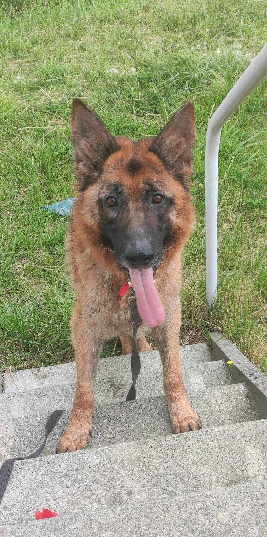 Garet, Mixed Breed (Schronisko dla Zwierząt Ciechanów)