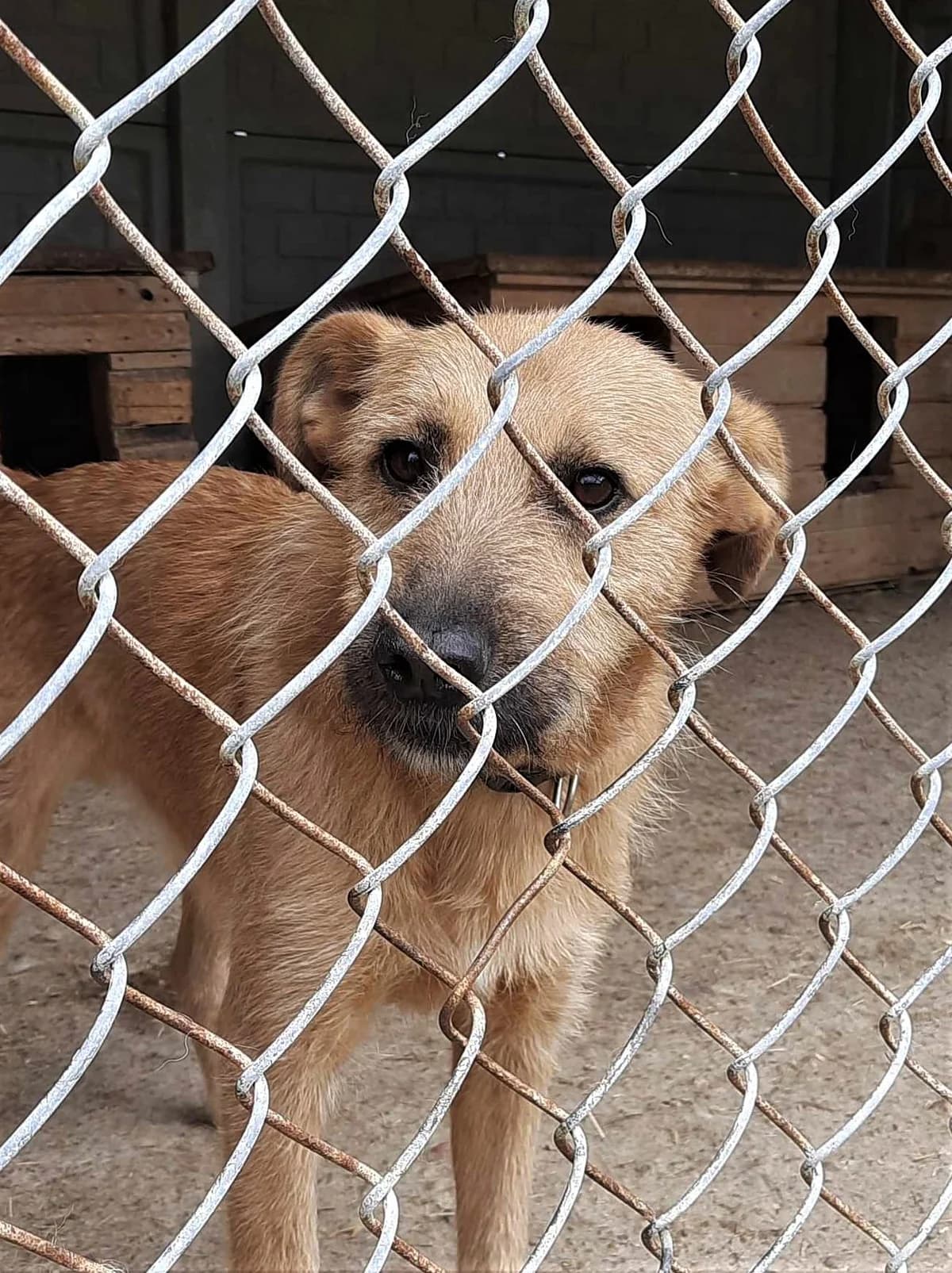 Hultaj, Mixed Breed (Schronisko dla Zwierząt Ciechanów)
