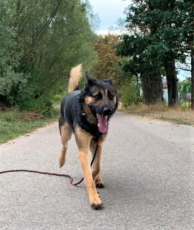 Cykor, male 6yo Mixed Breed for adoption at Schronisko dla Zwierząt Ciechanów