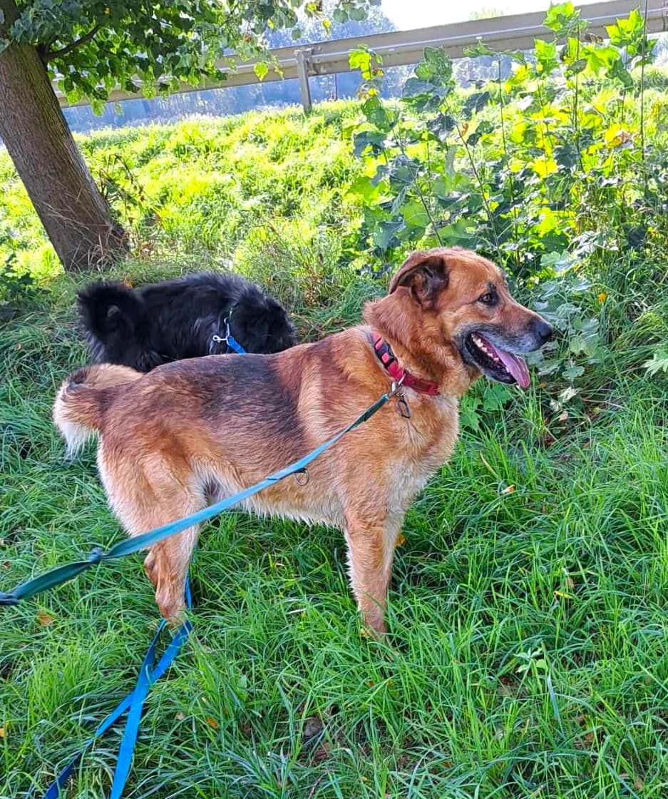 Pluto, male senior Mixed Breed for adoption at Schronisko dla Zwierząt Ciechanów