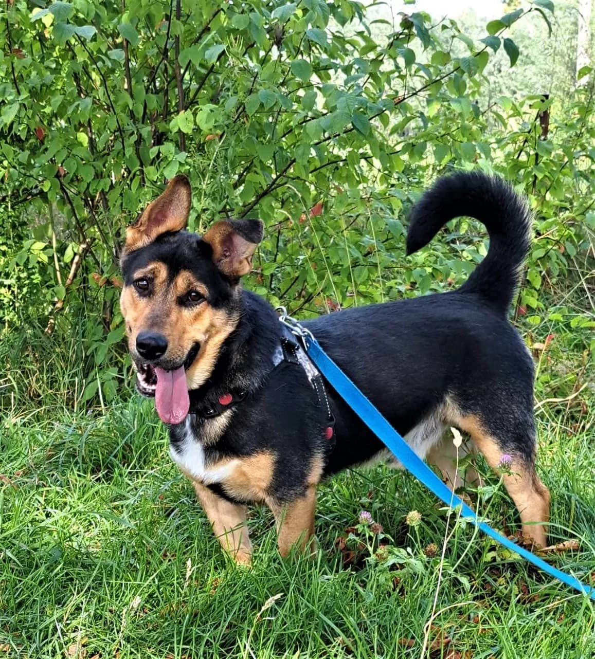 Gangster, male 3yo Mixed Breed for adoption at Schronisko dla Zwierząt Ciechanów