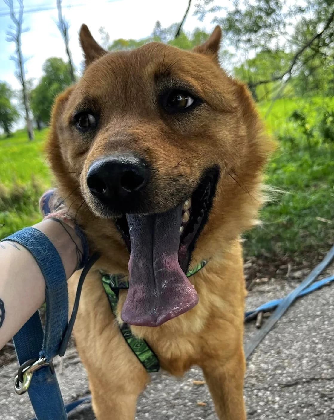 Fuks, male 4yo Mixed Breed for adoption at Schronisko dla Zwierząt Ciechanów