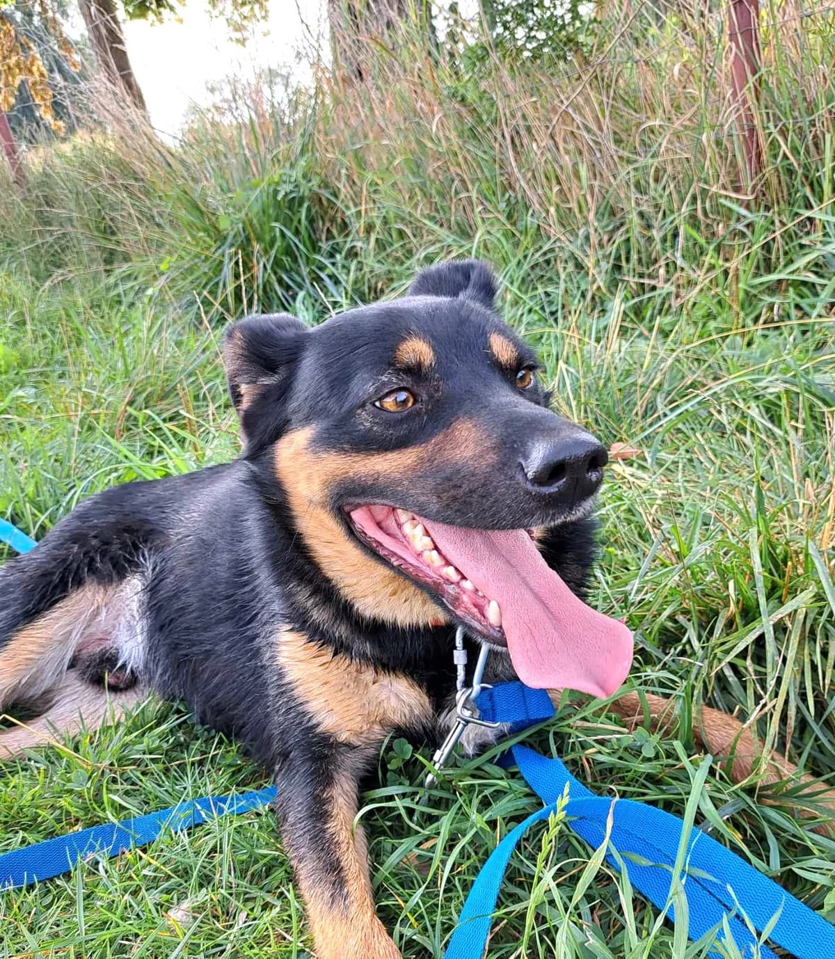 Radar, Mixed Breed (Schronisko dla Zwierząt Ciechanów)