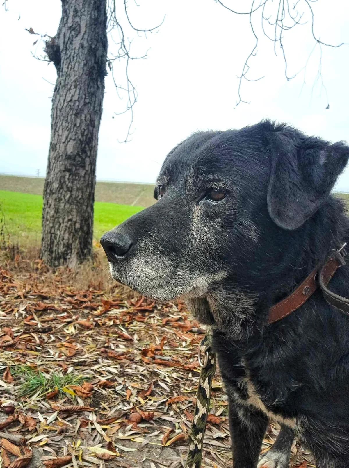 Hektor, male senior Mixed Breed for adoption at Schronisko dla Zwierząt Ciechanów