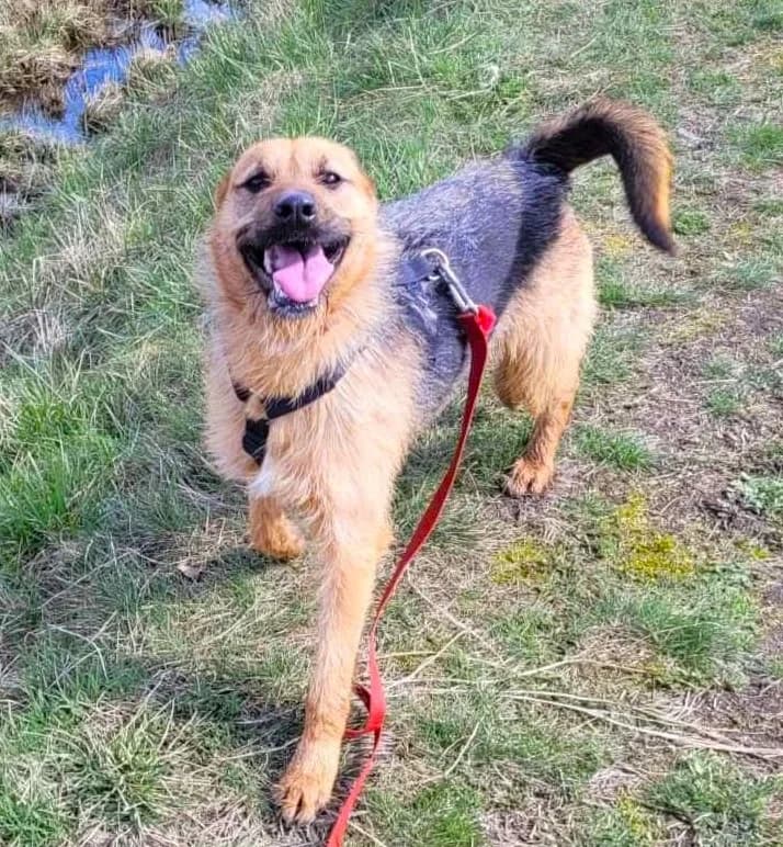 Prima, Mixed Breed (Schronisko dla Zwierząt Ciechanów)