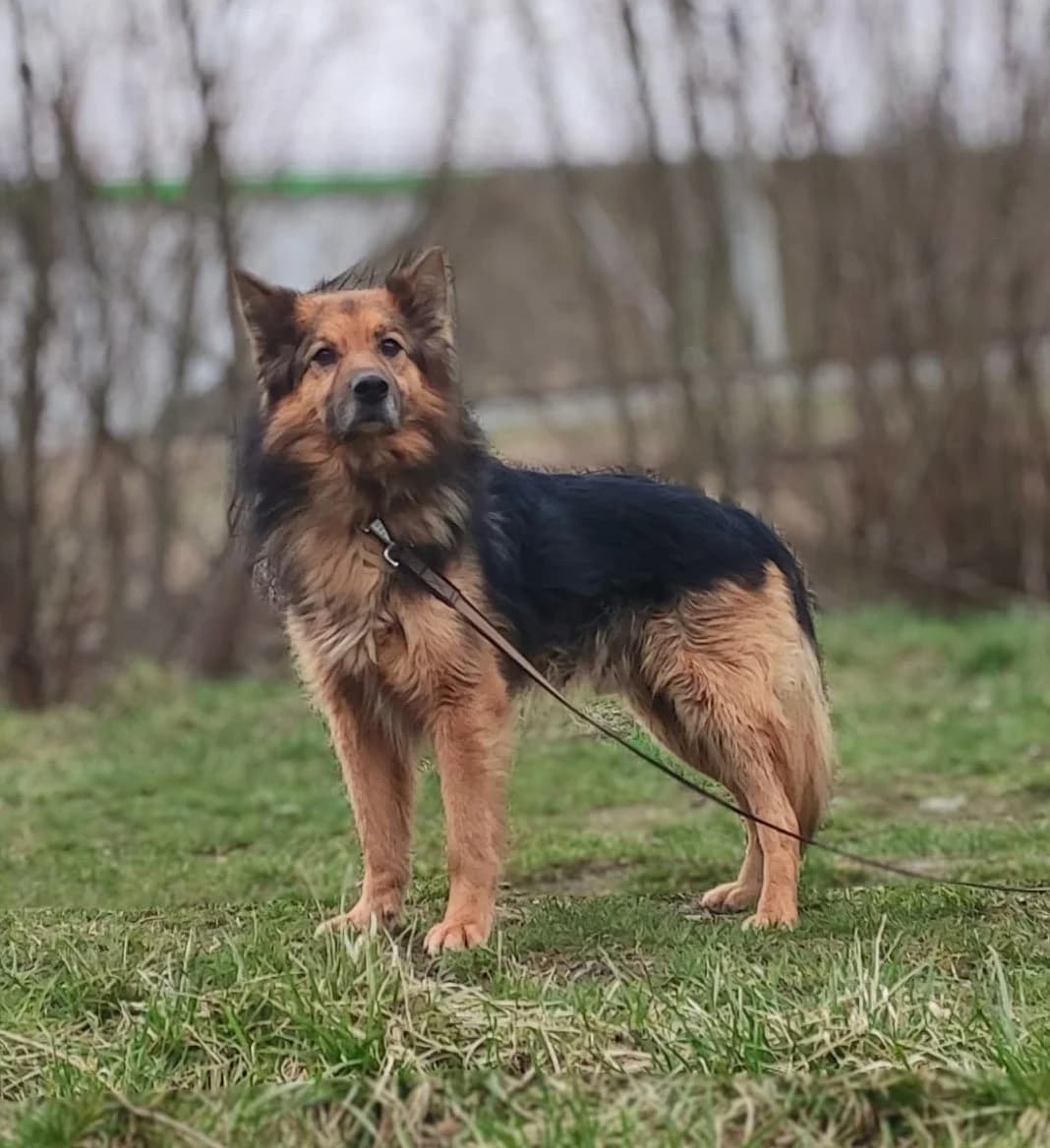 Papin, male senior Mixed Breed for adoption at Schronisko dla Zwierząt Ciechanów