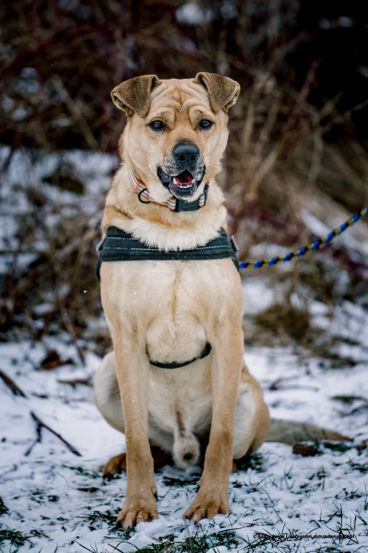 Gryf, Mixed Breed (Schronisko dla Zwierząt Ciechanów)