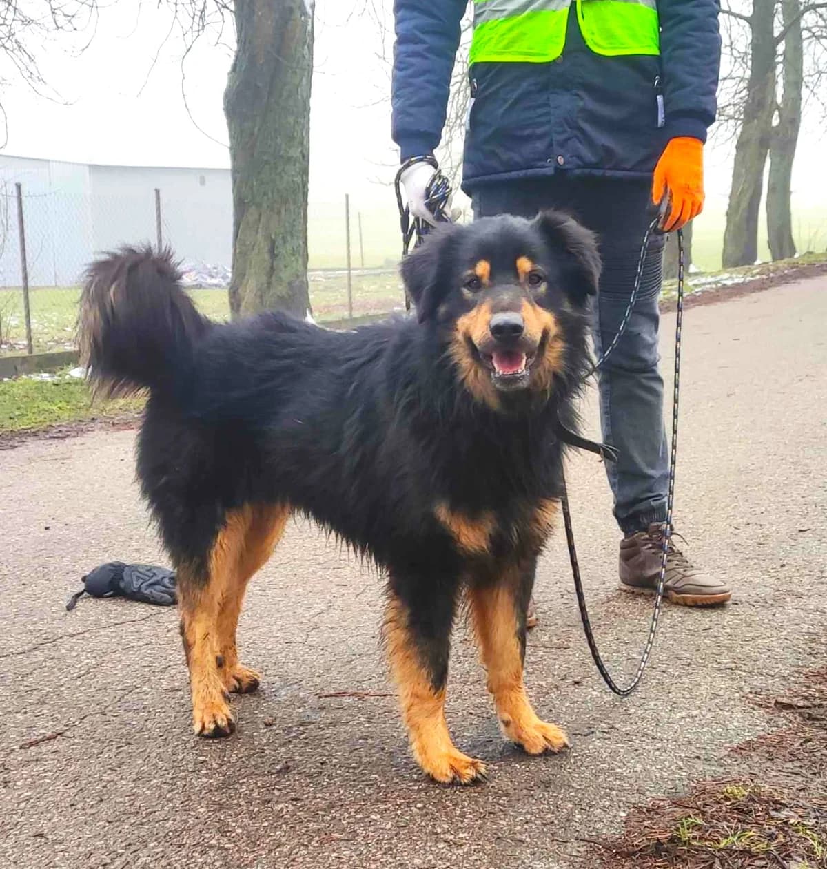 Norton, male 6yo Mixed Breed for adoption at Schronisko dla Zwierząt Ciechanów