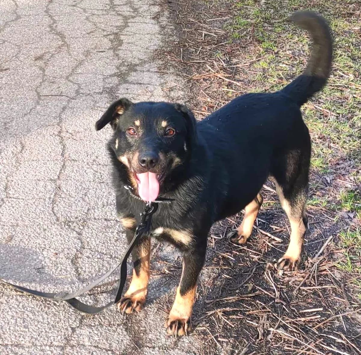 Bary, Mixed Breed (Schronisko dla Zwierząt Ciechanów)