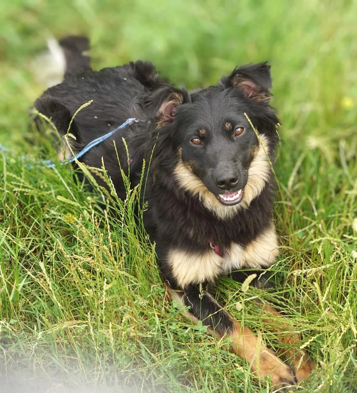 Opia, female young Mixed Breed for adoption at Schronisko dla Zwierząt Ciechanów