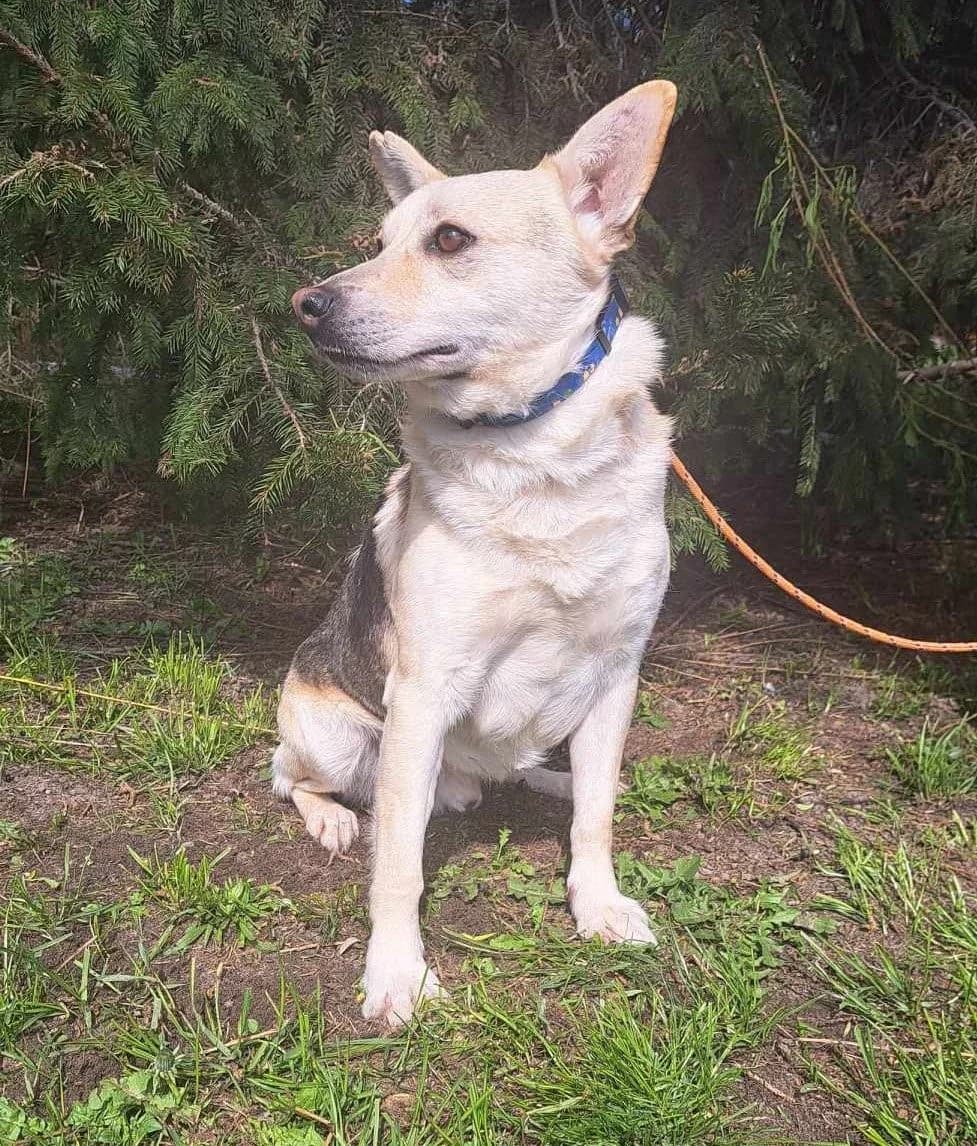 Sopel, Mixed Breed (Schronisko dla Zwierząt Ciechanów)