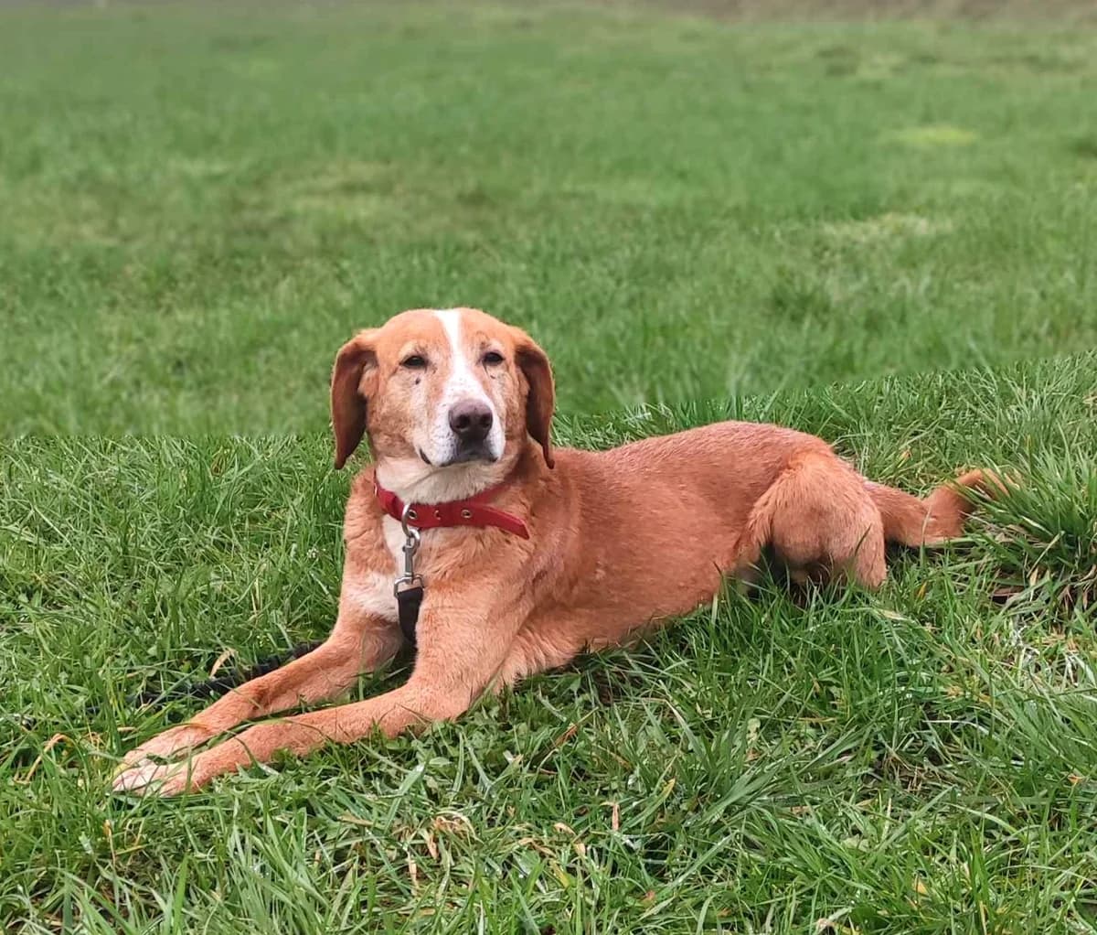 Fiodor, Mixed Breed (Schronisko dla Zwierząt Ciechanów)