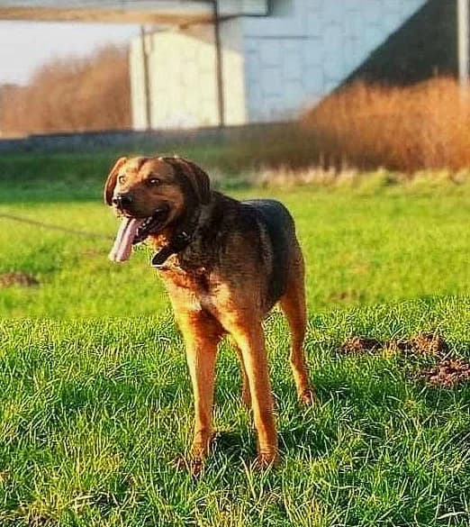 Gerard, male young Mixed Breed for adoption at Schronisko dla Zwierząt Ciechanów