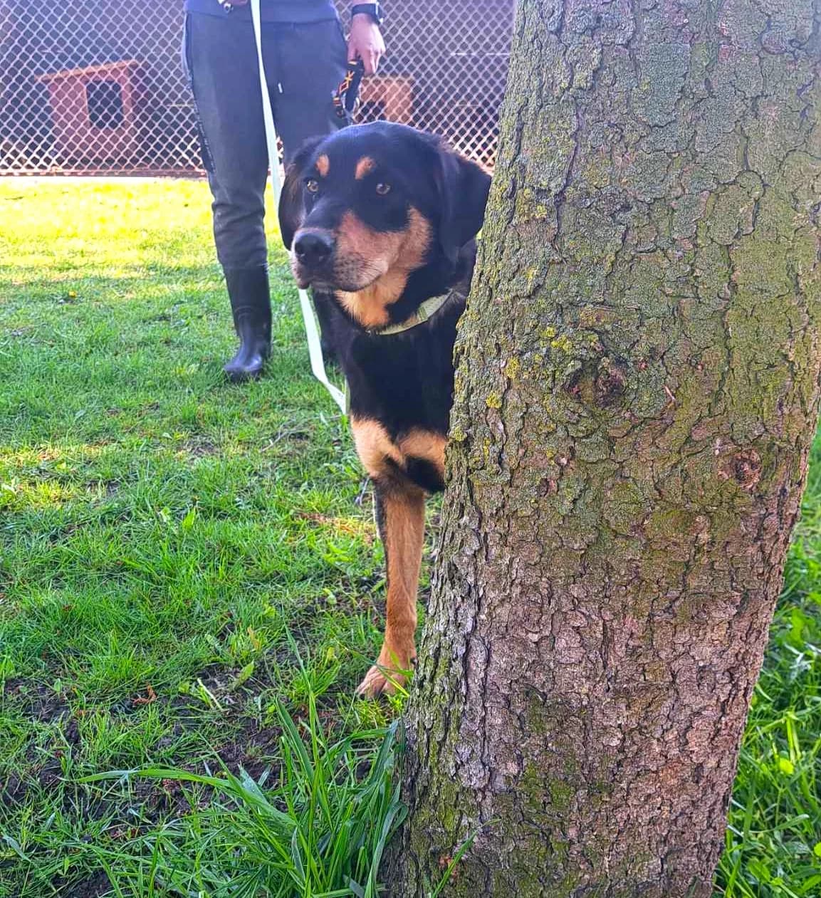 Nelka, Mixed Breed (Schronisko dla Zwierząt Ciechanów)