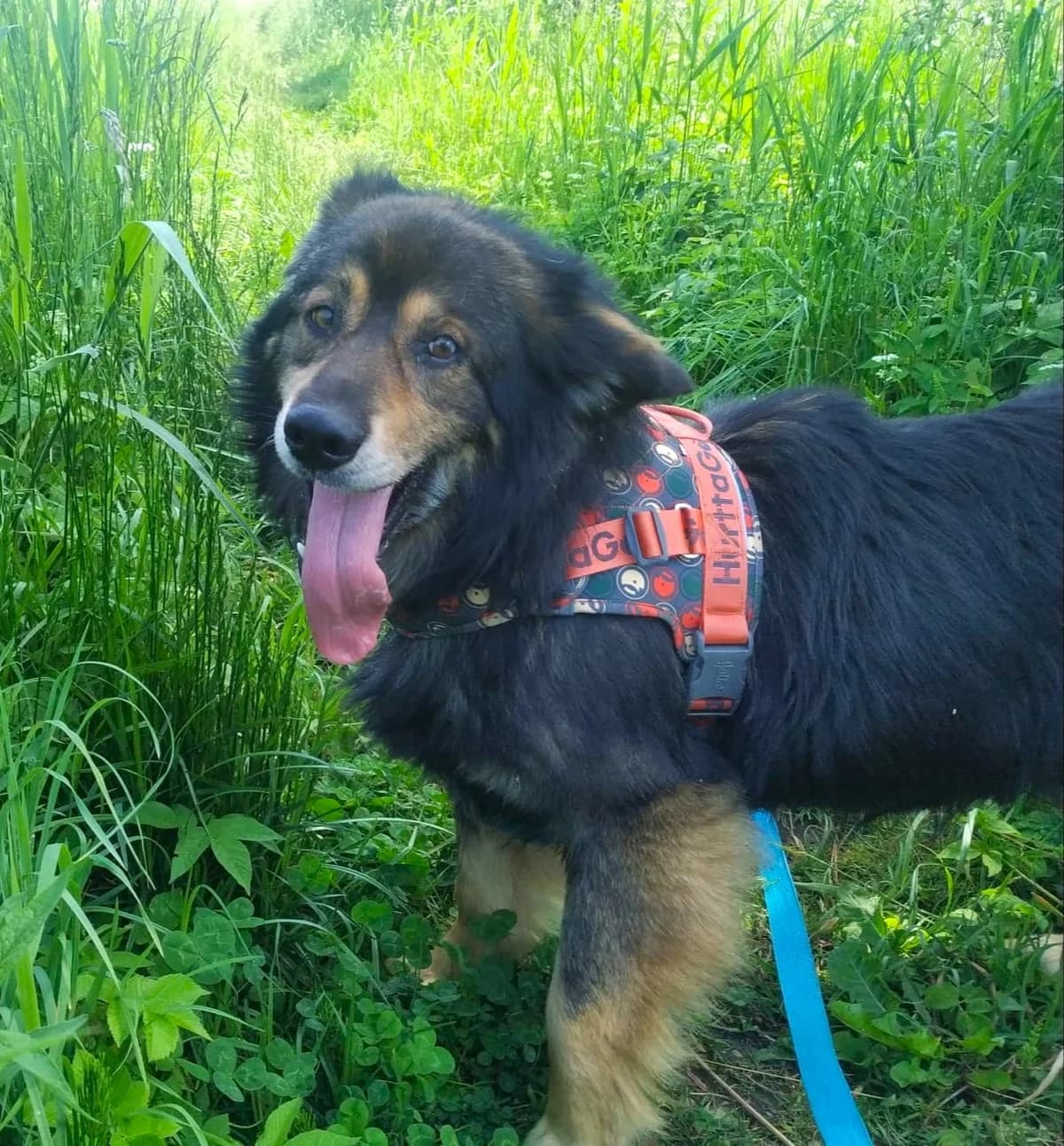 Bruno, male 7yo Mixed Breed for adoption at Schronisko dla Zwierząt Ciechanów