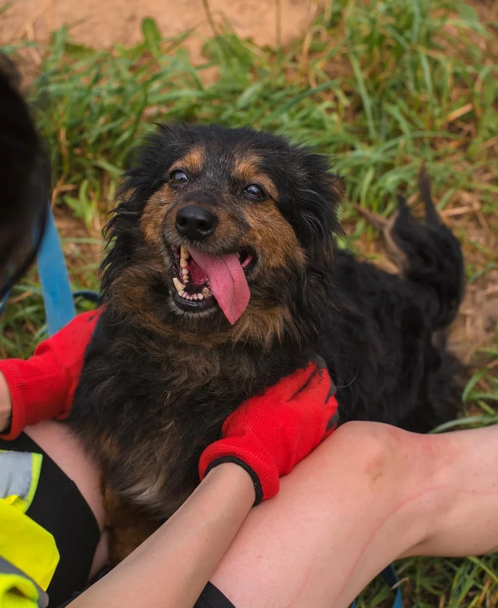 Opus, male 5yo Mixed Breed for adoption at Schronisko dla Zwierząt Ciechanów