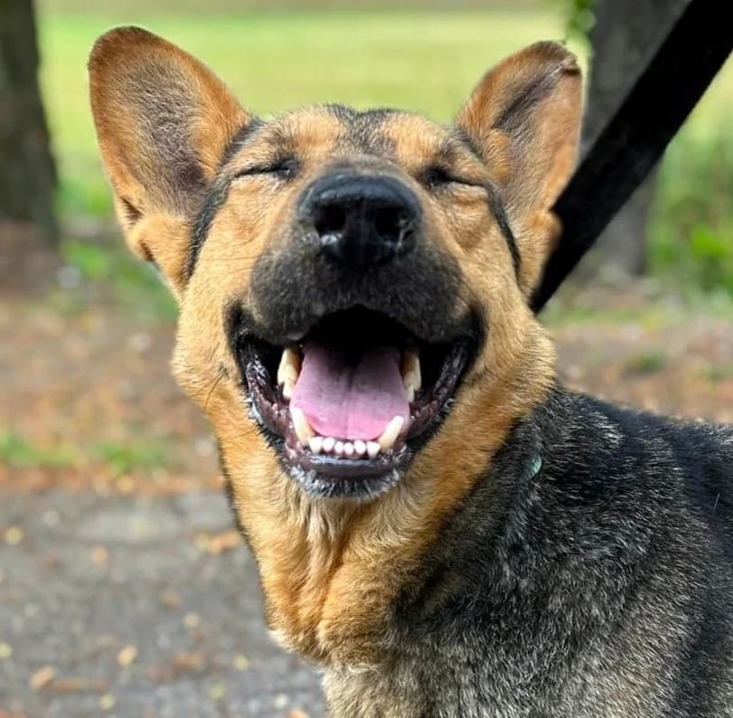Dumbo, male 6yo Mixed Breed for adoption at Schronisko dla Zwierząt Ciechanów