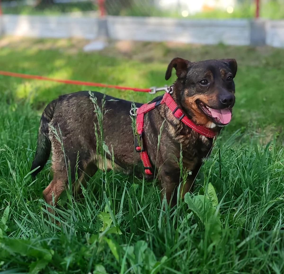 Poko, male 6yo Mixed Breed for adoption at Schronisko dla Zwierząt Ciechanów