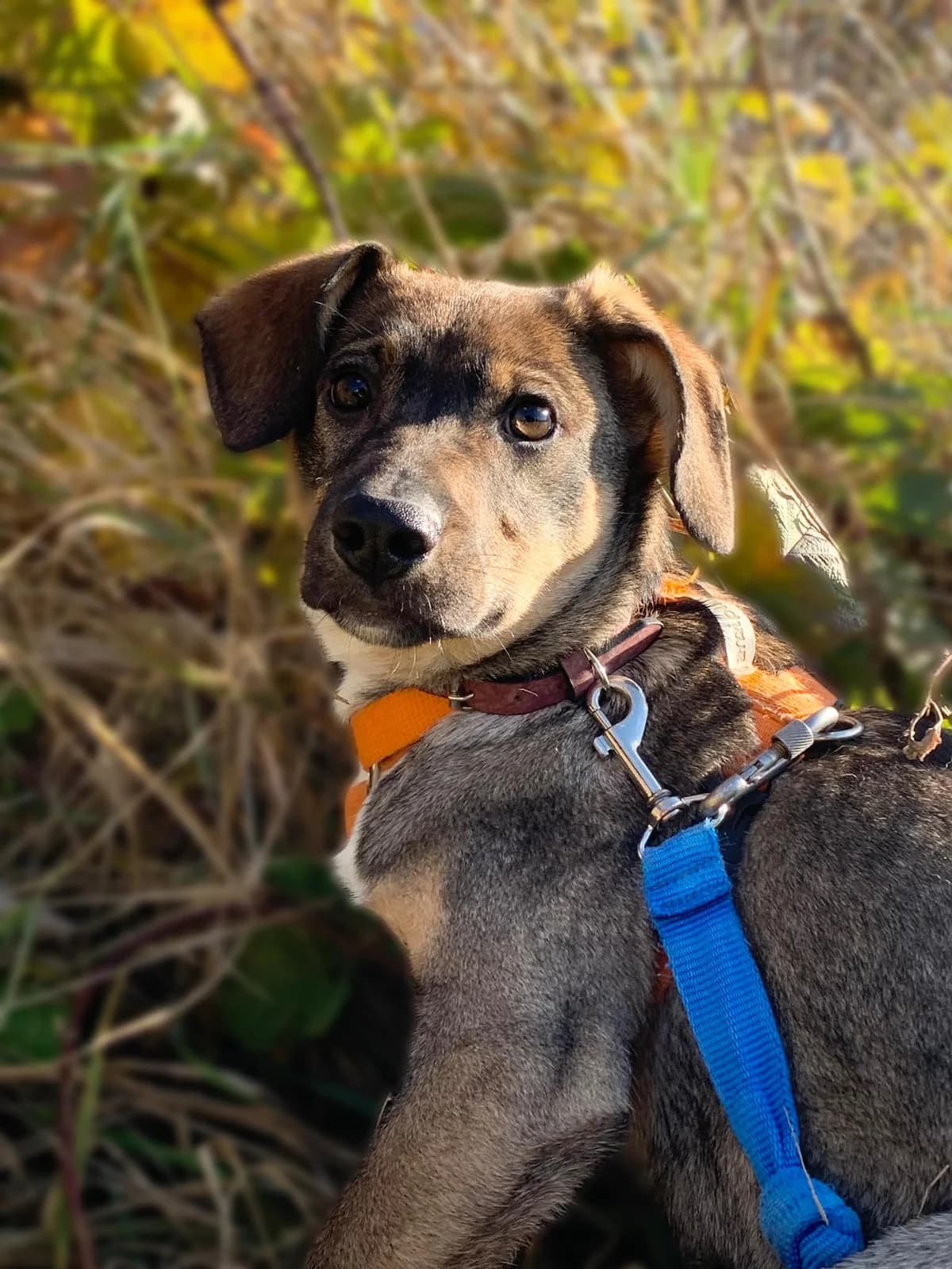 Dixi, female young Mixed Breed for adoption at Schronisko dla Zwierząt Ciechanów