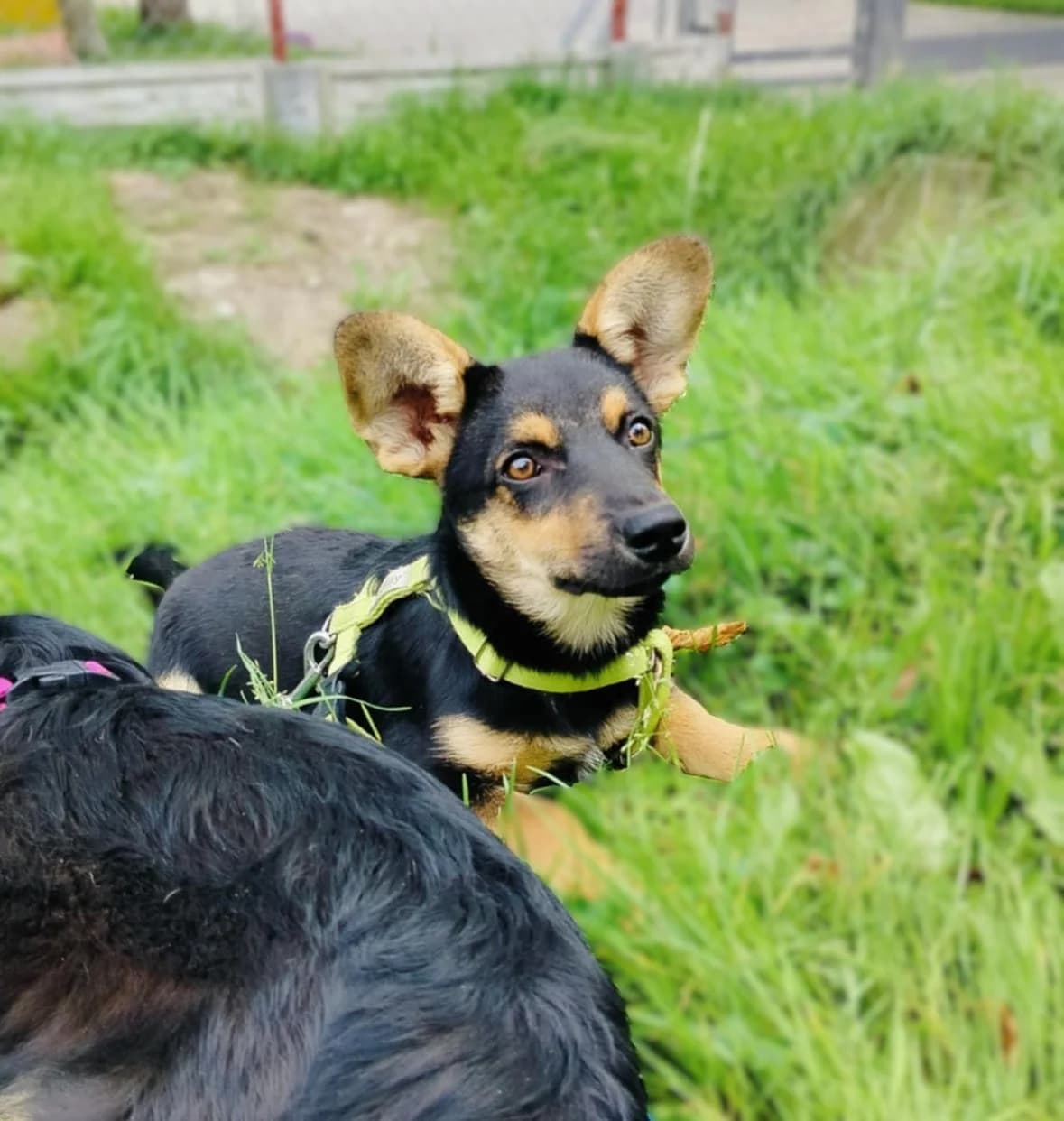 Solar, male young Mixed Breed for adoption at Schronisko dla Zwierząt Ciechanów