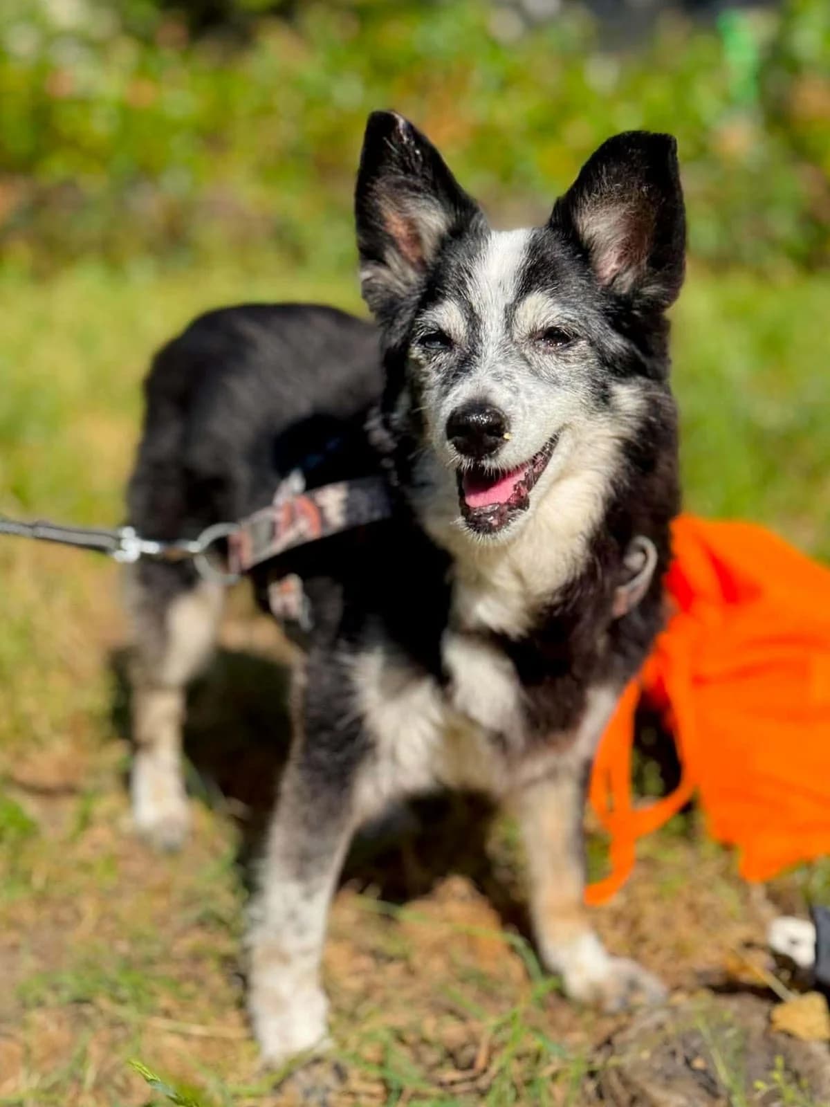 Łatka, female Mixed Breed for adoption at Fundacja Psa Karmela