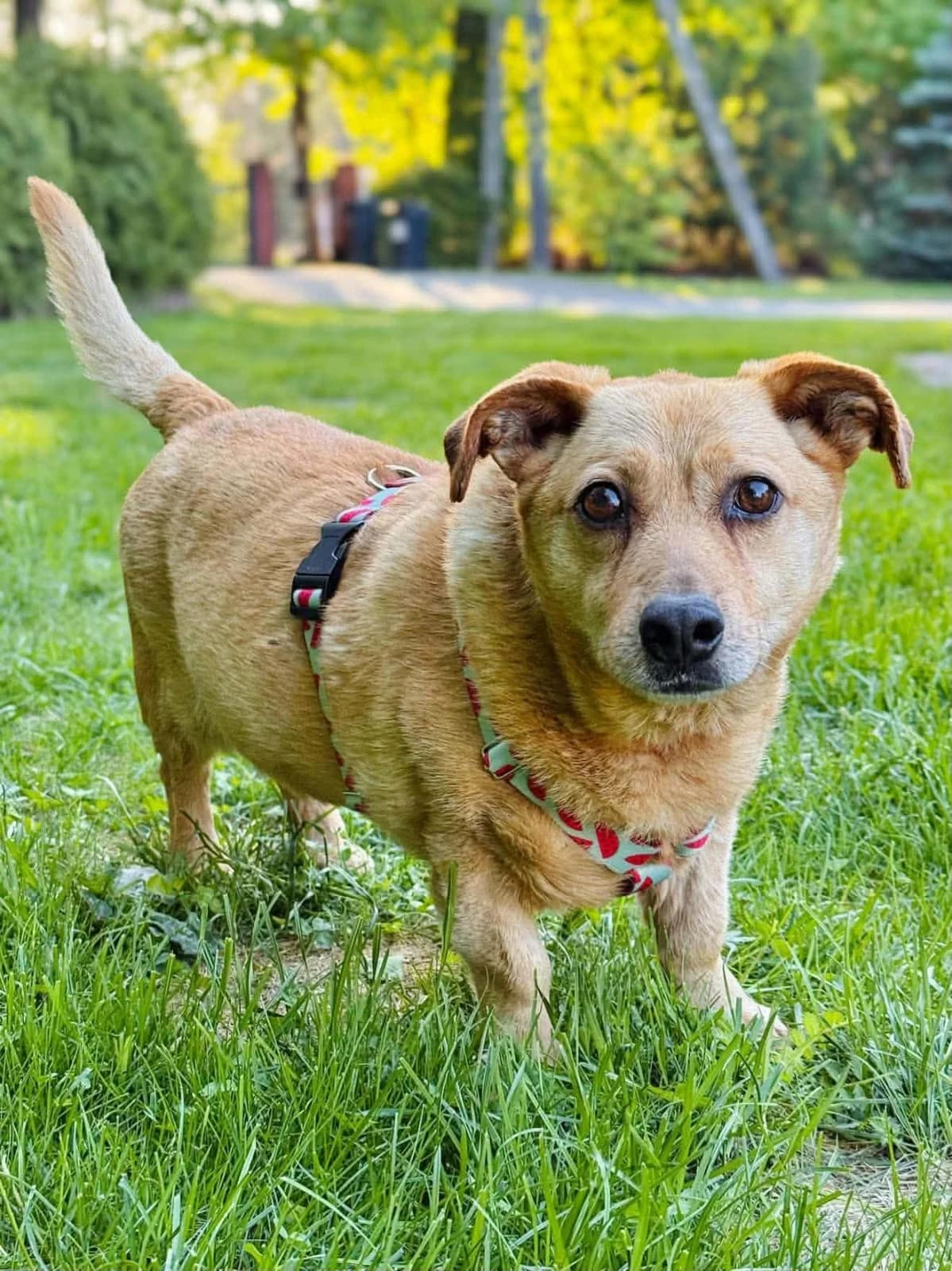 Gucio,  senior Mixed Breed for adoption at Fundacja Psa Karmela