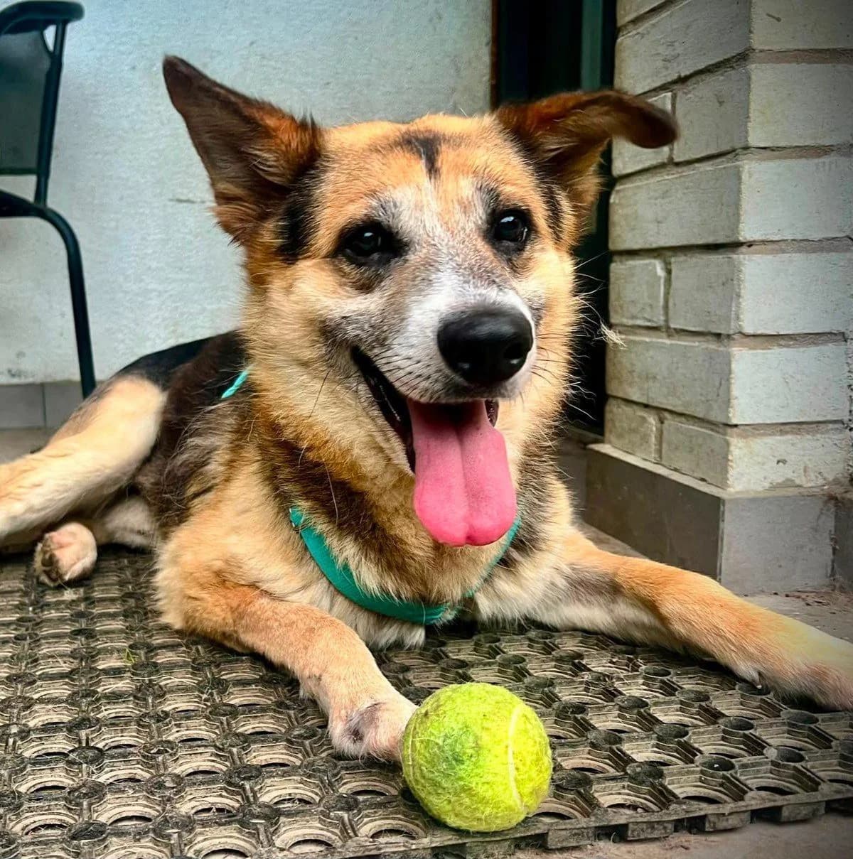 Rodrigo,  5yo Mixed Breed for adoption at Fundacja Psa Karmela